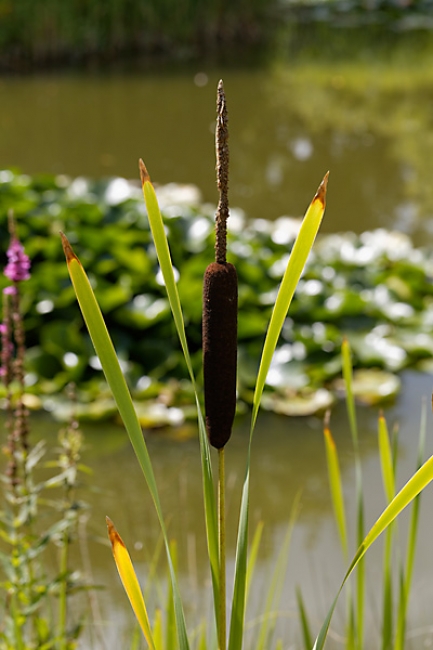 Jardin des Impressionnistes-101